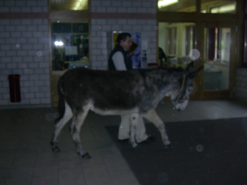 p_050.jpg
