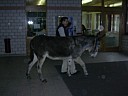 p_050.jpg