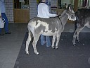 p_051.jpg